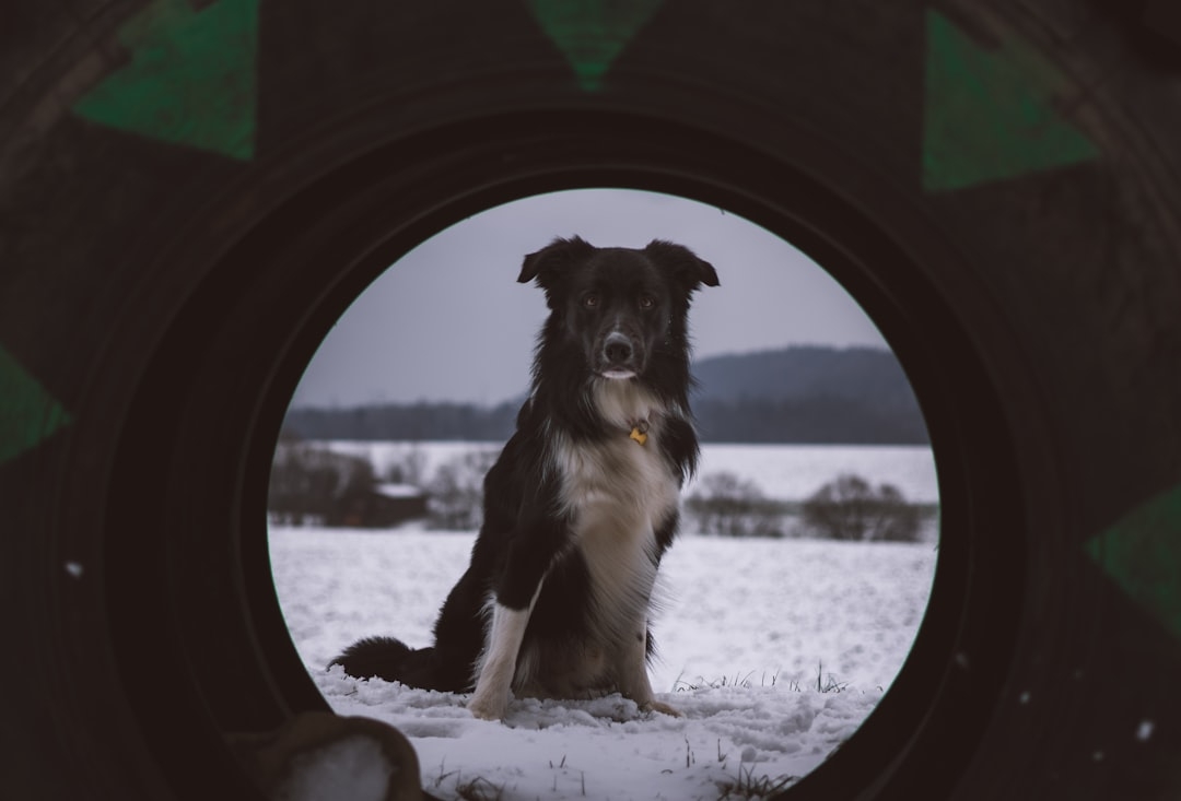 Ring’s Search Party: How Anyone Can Find Lost Dogs Without Owning a Ring Camera