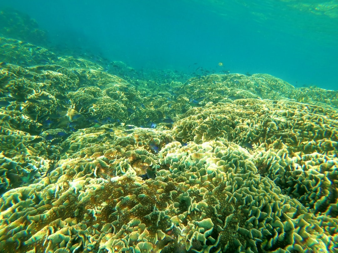 Is Earth Nearing an Environmental Tipping Point? Understanding the Coral Bleaching Crisis