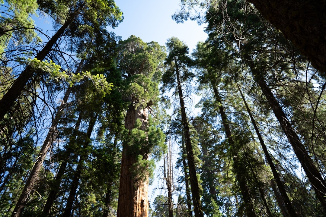 Sequoia Breaks VC Norms with Major Investment in AI Rival Anthropic